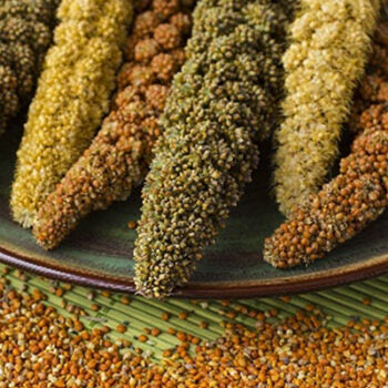 Rediscovering Millets: The Ancient Grains Making a Modern Comeback