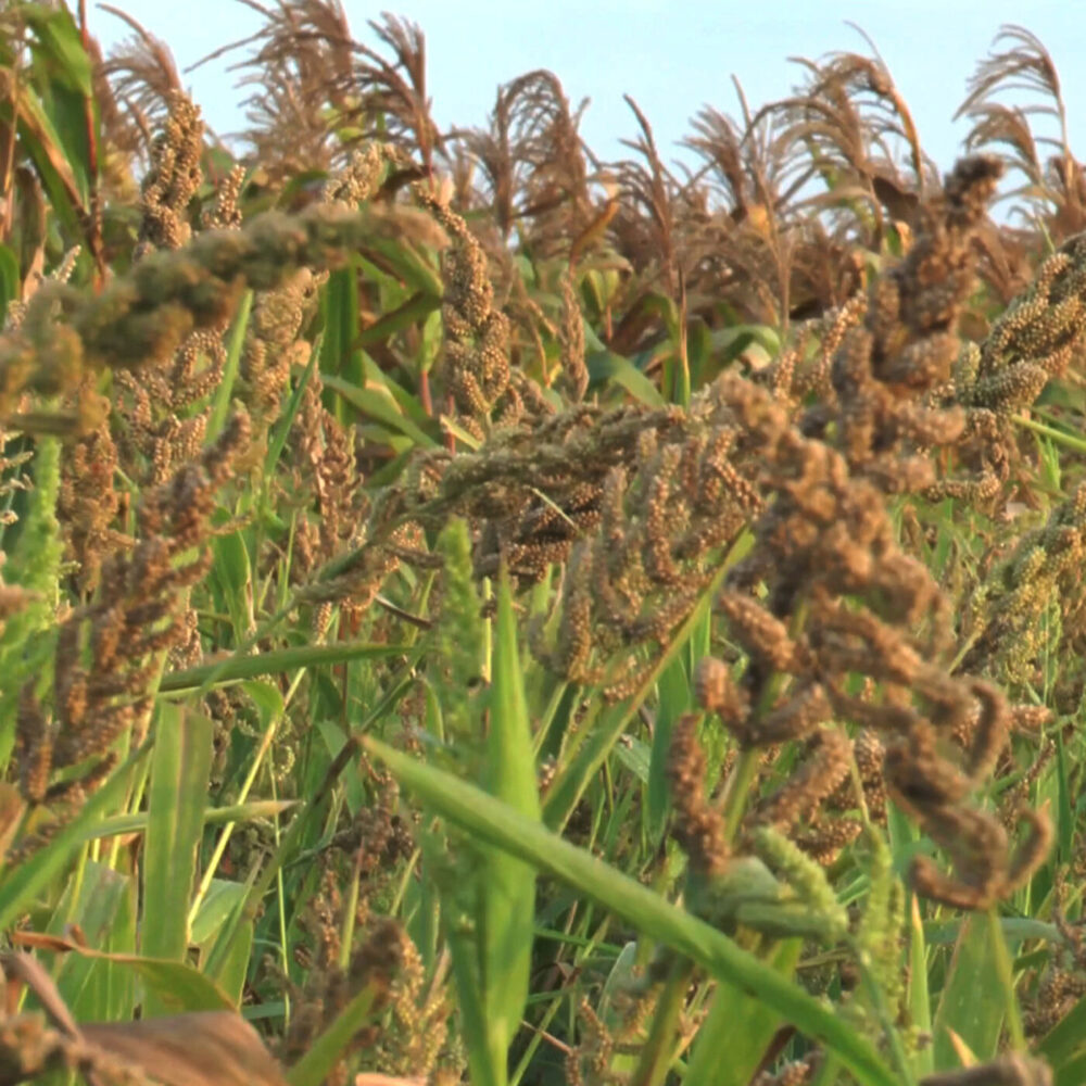 Rediscovering Brown Top Millet: A Journey Back to Indian Agricultural Roots