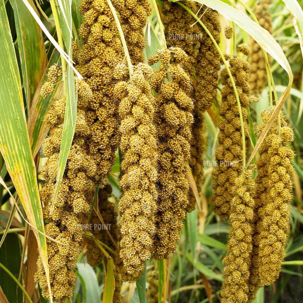 The Rising Star of Indian Agriculture: Foxtail Millet