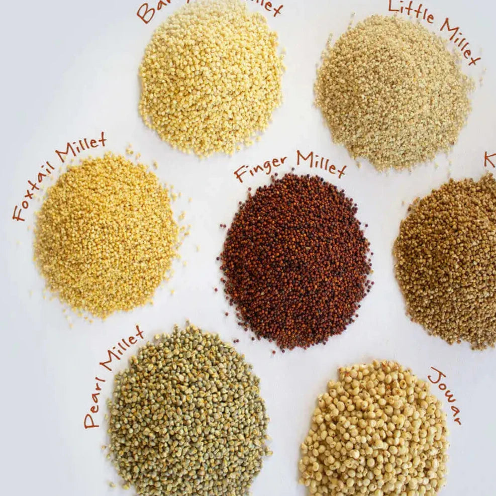 Browntop Millet